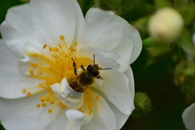 Close-up of bee pollinating on white flower