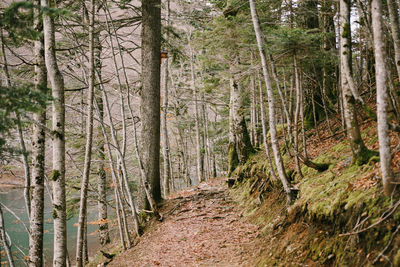 Trees growing in forest