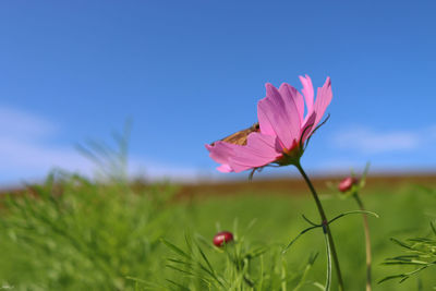 Close-up of pink flower on field against sky