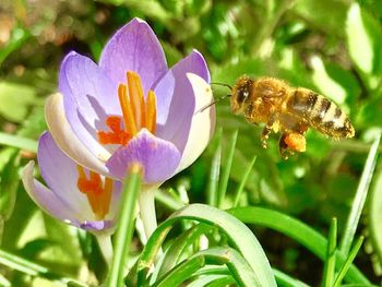 Close-up of bee on purple flower