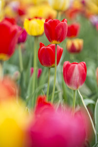 Close-up of red tulips