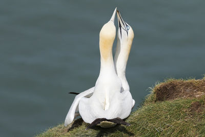 White swan in lake