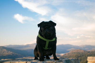 Portrait of dog sitting on rock against cloudy sky