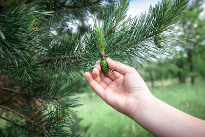 Cropped hand of woman holding plant