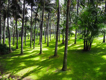 Trees on landscape