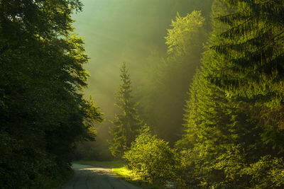 Road amidst trees in forest