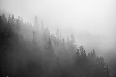 Trees in forest during foggy weather