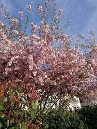 Low angle view of flowers blooming on tree