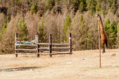 Panoramic view of agricultural field