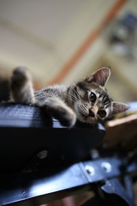 Close-up portrait of a cat