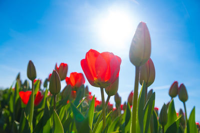 Close-up of red tulips in field against sky