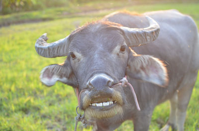 Portrait of cow on field