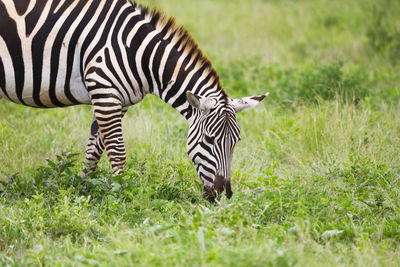 Zebras in tsavo east national park, kenya, africa