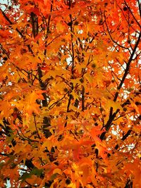 Low angle view of autumn leaves