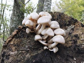 Close-up of mushrooms growing on tree trunk in forest