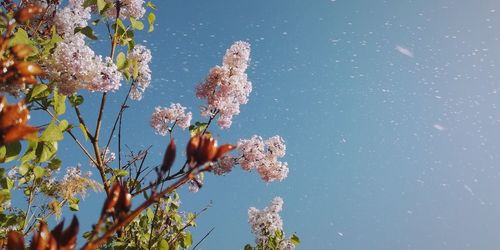 Low angle view of flowering plant against blue sky