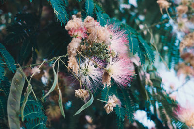 Close-up of flowering plant