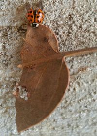 Close-up of insect