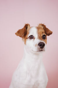 Close-up portrait of a dog over white background