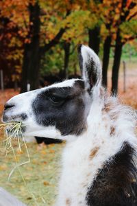 Close-up of llama eating grass