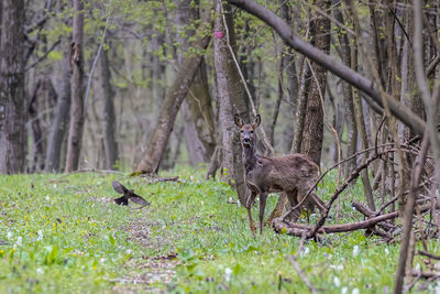 View of a tree in forest