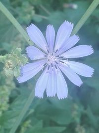 Close-up of flower blooming outdoors