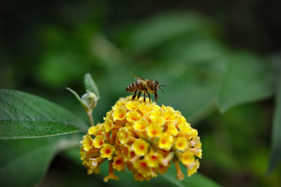 Close-up of bee pollinating on lantana camara