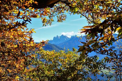 Low angle view of tree against sky