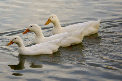 Bird in water