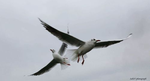 Low angle view of seagull flying against sky