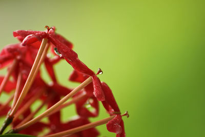 Close-up of red flowering plant