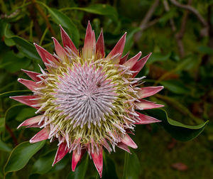 Close-up of pink flower