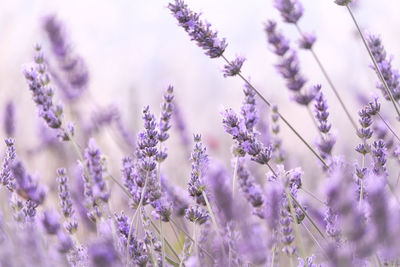 Close-up of purple flowering plants on field. lavender