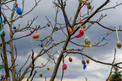 Low angle view of fruits on tree