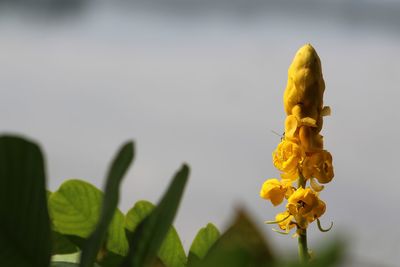 Close-up of yellow flowering plant