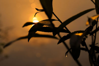 Close-up of silhouette plant against sky during sunset