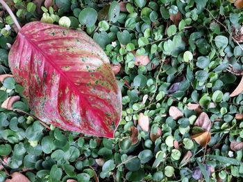 Close-up of red fruit on plant