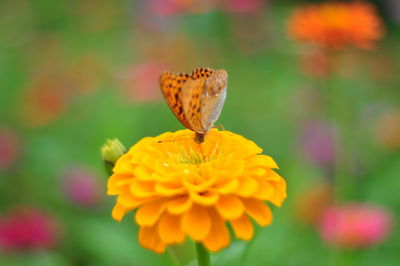 Close-up of butterfly pollinating on flower