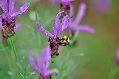 Close-up of butterfly pollinating on purple flower