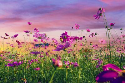 Natural view cosmos filed and sunset on garden background