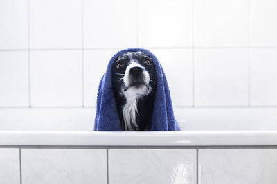 Portrait of dog in bathtub