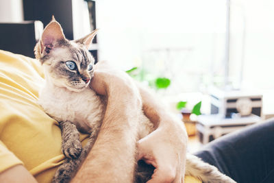 Portrait of cat relaxing on sofa at home