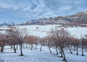 Trees on snow covered landscape against sky