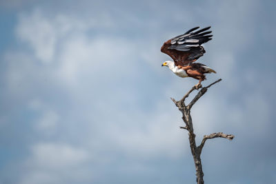 Low angle view of eagle perching on branch