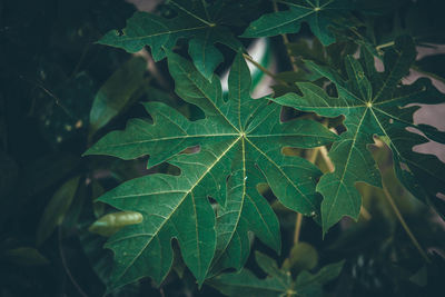 High angle view of plant leaves