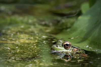 Close-up of frog in lake