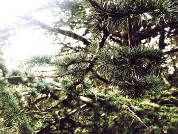 Low angle view of pine tree