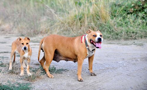 Staffy in nature