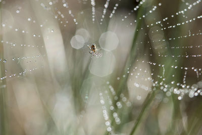 Close-up of spider on web