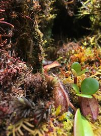 Close-up of lizard on plants